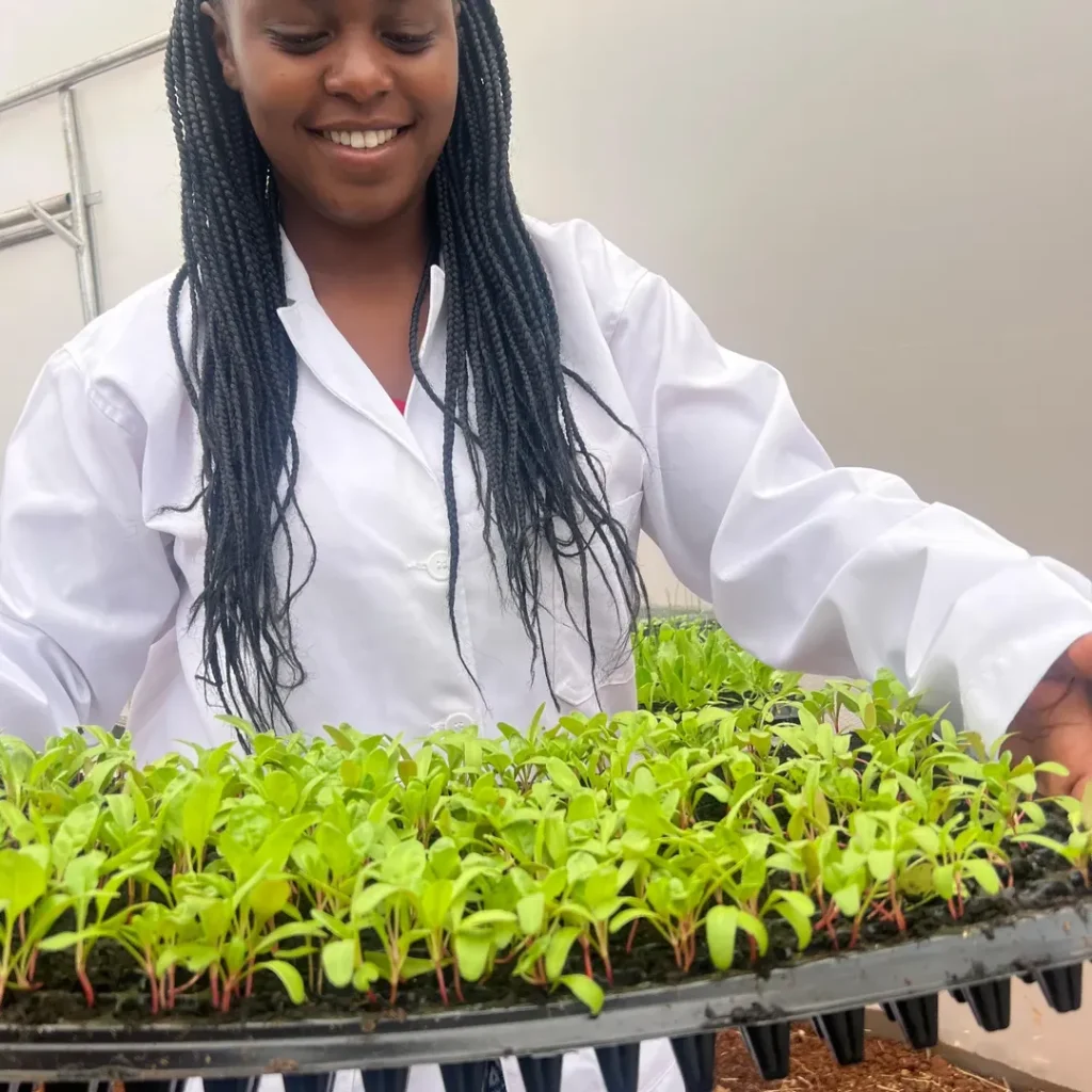 commercial seedlings