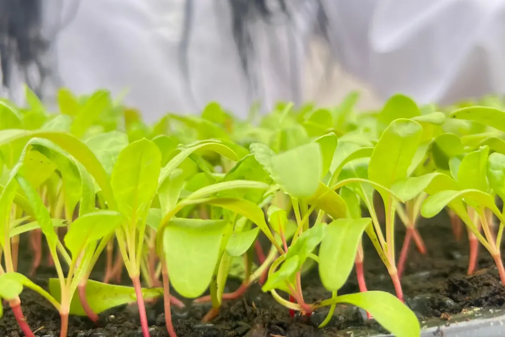 commercial seedlings