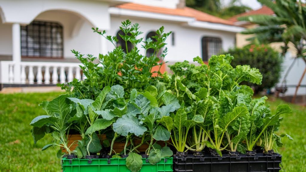 fresh food shouldn’t depend on having acres of land just a smart system and the will to grow.wi (1)